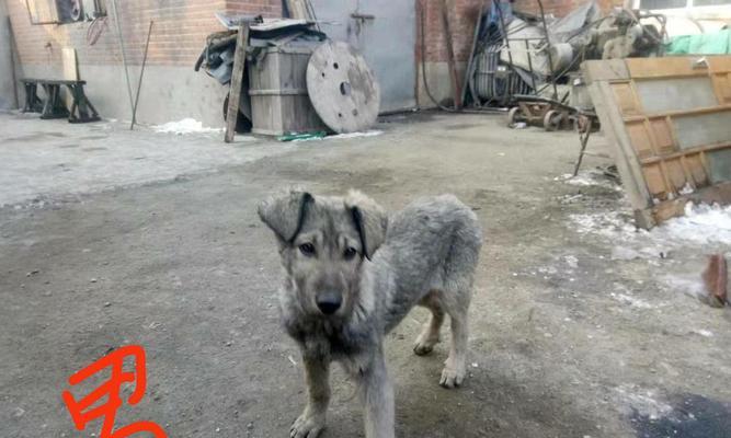 以狼青幼犬喂养指南——打造健康宠物生活（从幼犬期到成年期，关键是饮食营养均衡）