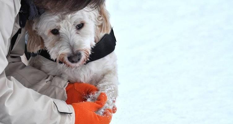 老年犬护理指南（以宠物为主，健康长寿不是梦）