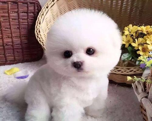 宠物犬的外貌变化（从幼犬到成年狗狗，它们的容貌是否会改变？）