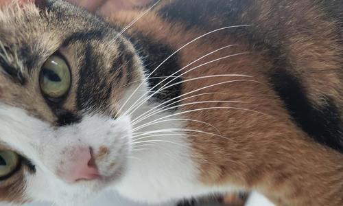 小猫鼻子裂开的治疗和预防方法（如何保护宠物鼻子不受伤？）