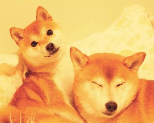 以猫老师吃狗粮为教材，探究猫和狗粮的关系（猫老师吃了一年的狗粮，你了解吗？）