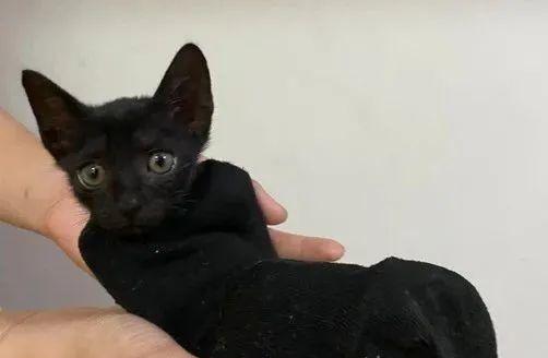 宠物猫为何会出现黑色的分泌物？（探究猫屁股流黑色的原因与应对方法）