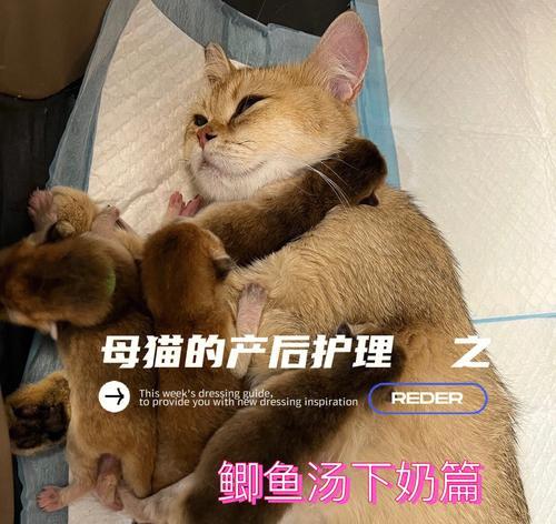 猫妈妈生小猫后多久下奶（宠物猫咪的产后营养需要及注意事项）