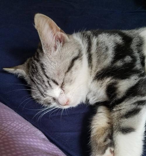 猫咪鼻涕带血，你需要知道的事情（以宠物为主，让你的猫咪健康快乐）