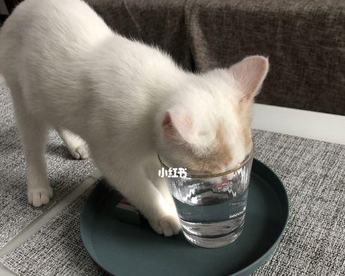 猫咪不饮水？如何让你的猫咪饮水量突然增加？（多种原因导致猫咪不喝水，了解这些方法让你的宠物更健康）