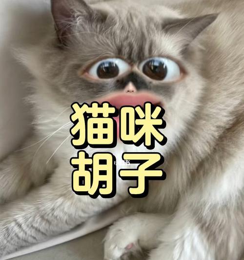 猫咪的胡须——带来好运的神奇物品（探秘猫咪胡须的奥秘，如何利用胡须带来好运？）