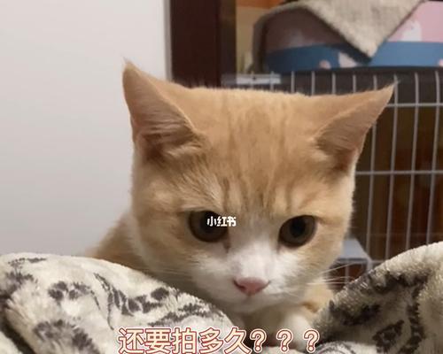 猫咪尝不出甜味？真相大揭秘！（为什么猫咪对甜味兴趣缺缺？）