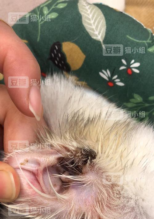 猫咪黑斑神秘之谜（探究黑斑背后的故事，揭开猫咪鼻子上的秘密）