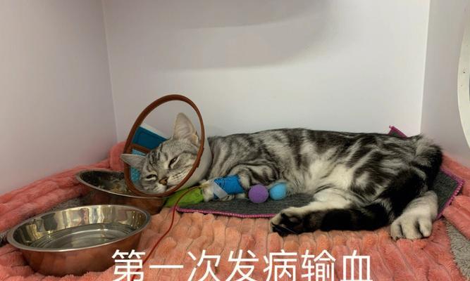 猫咪肾病引发贫血，如何预防和治疗？（掌握猫咪贫血症状，及时干预，让爱宠健康幸福）