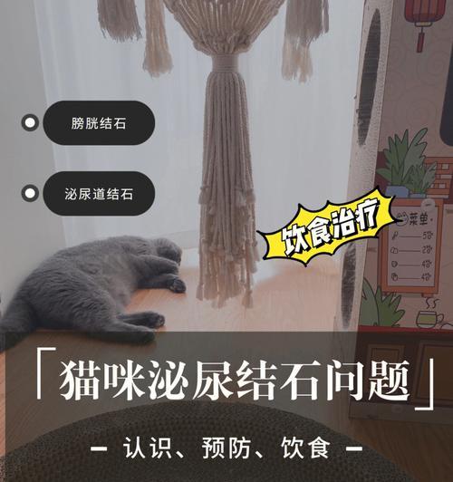 猫咪肾结石的治疗方法（关注宠物健康，为猫咪健康长久着想）