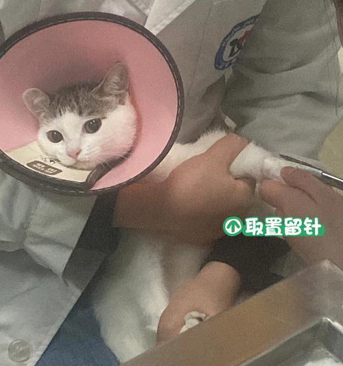 如何防止宠物猫咪胃炎传染？（宠物猫咪常见疾病之一、原因及症状、预防和治疗方法）