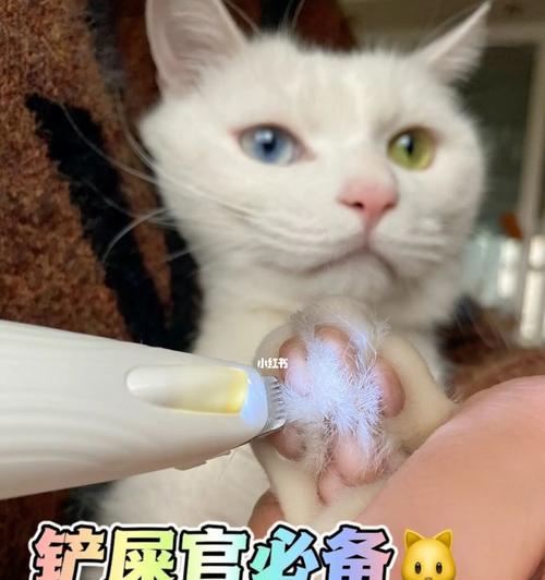 揭秘猫咪黄毛之谜——为什么眼下毛发和脚毛会变黄（探究猫咪毛发黄变的原因及预防方法）