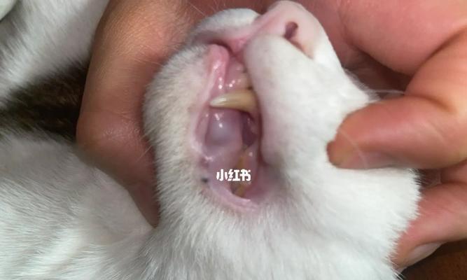 猫咪嘴角伤口处理指南（如何帮助宠物猫恢复健康）