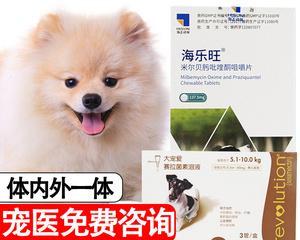 宠物犬吃体内驱虫药需要注意的事项（保护宠物健康，正确使用驱虫药）