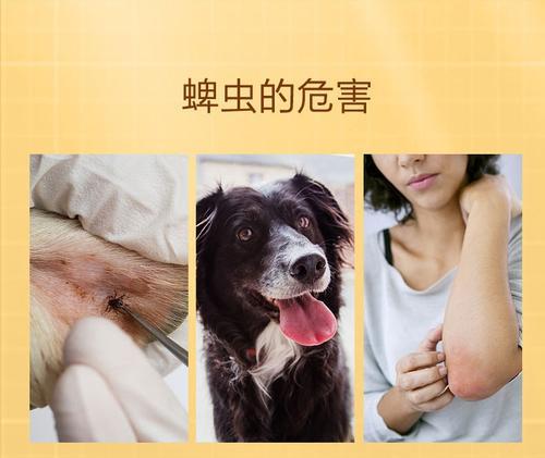 狗狗体外驱虫的效果时间（犬体外寄生虫的危害与驱虫时间要点）