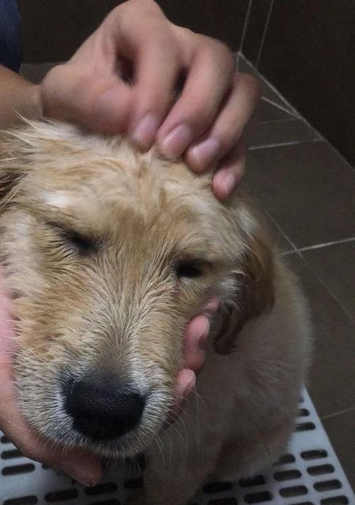金毛换毛期的护理指南（如何给您的宠物金毛最好的换毛体验）