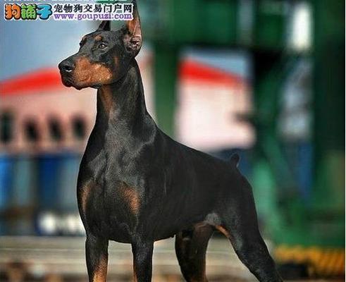 如何辨别迷你杜宾犬的纯度？（以宠物为主，从外在特征、血统证明和购买渠道三方面分析）