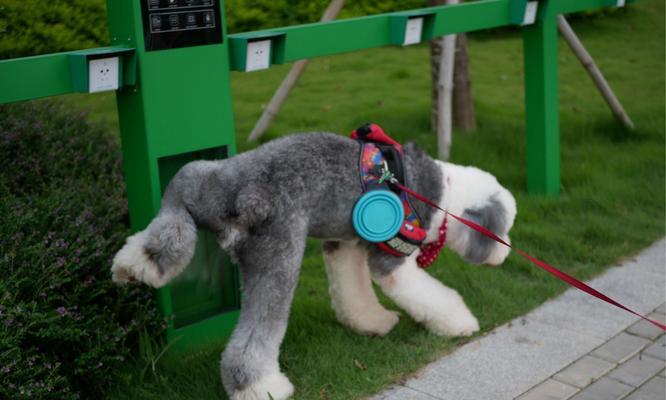 让宠物贵宾犬自然而然上厕所的新思维（告别依赖纸尿布和尿垫的日子，让贵宾犬自主排泄）