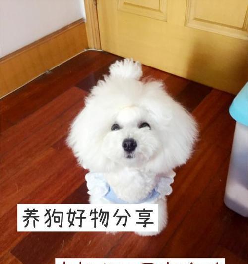 养比熊犬必看（以宠物为主，合理喂养你的比熊犬）