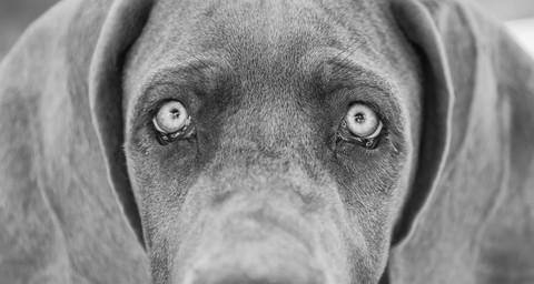 大丹犬牙齿保健指南（如何让你的大丹犬拥有健康牙齿）