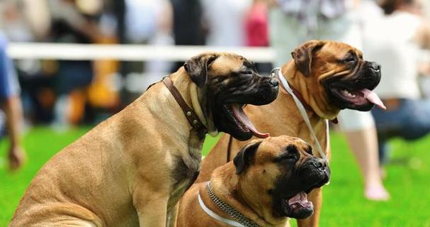 如何正确饲养你的惠比特犬（掌握这些关键点，让你的惠比特犬健康快乐）