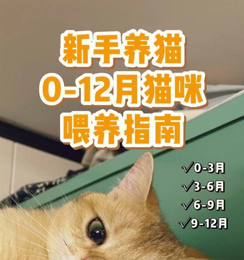 养猫新手必读（新手养猫必备技能、宠物健康福利、安全易学）