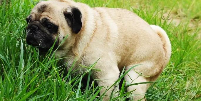 训练宠物犬去室外便便的方法（培养良好的如厕习惯，让家更干净卫生）