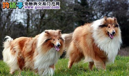 如何训练苏格兰牧羊犬握手？（以宠物为主的训练技巧和注意事项）