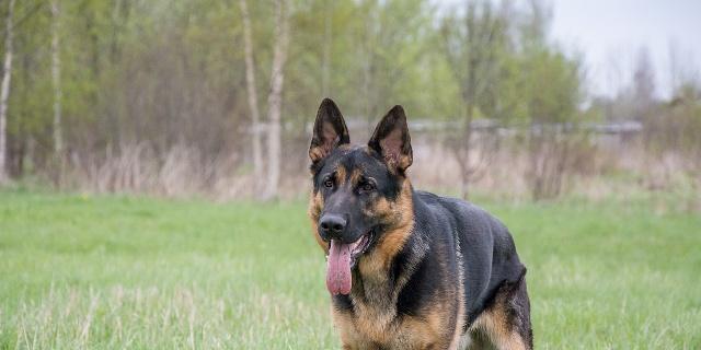 如何照顾生病的德国牧羊犬（从饮食、运动到药物治疗全面指导）