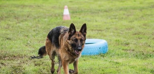 如何正确饲养德国牧羊犬（关注它的需求，做好生活安排）