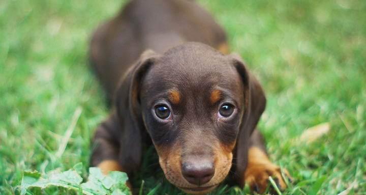 腊肠犬的身高体重标准（以宠物为主，让爱宠健康成长）