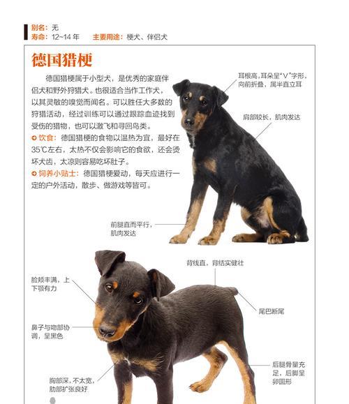 芬兰猎犬的饲养方法（如何养好芬兰猎犬？——以“训练”为）