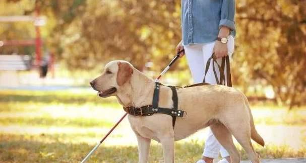 养好老龄犬的秘诀（从宠物爱护、饮食起居到医疗保健，让你的老龄犬健康长寿）