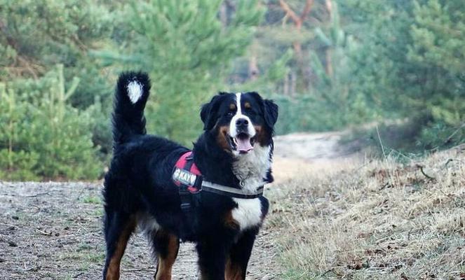 如何科学喂养伯恩山犬？（以宠物为主，让你的伯恩山犬健康快乐成长！）