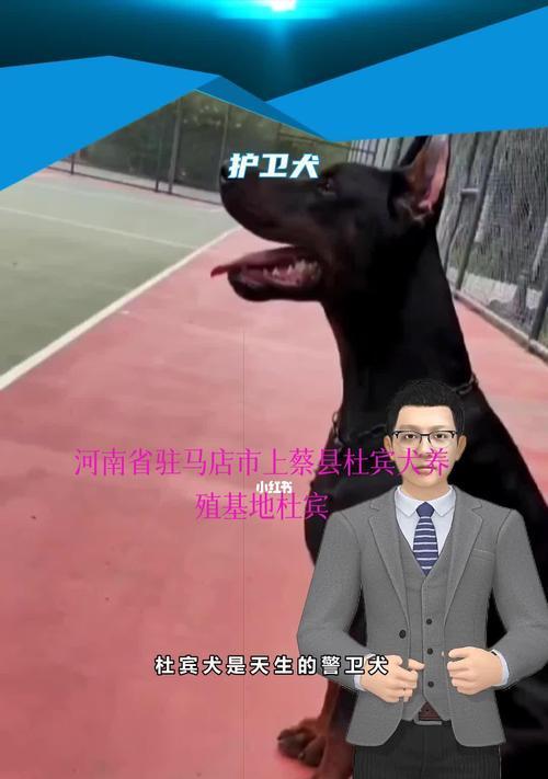 犬舍管理指南（从宠物到营运，打造一流犬舍）