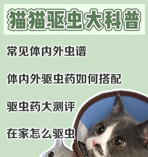 猫咪拉稀，益生菌先行还是抗生素当先？（选择合适的治疗方式，让宠物健康幸福）