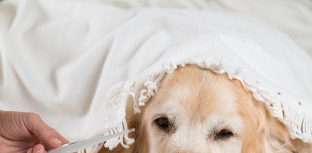 宠物犬的正常体温及测量方法（了解宠物犬正常体温的重要性和正确的测量方式）
