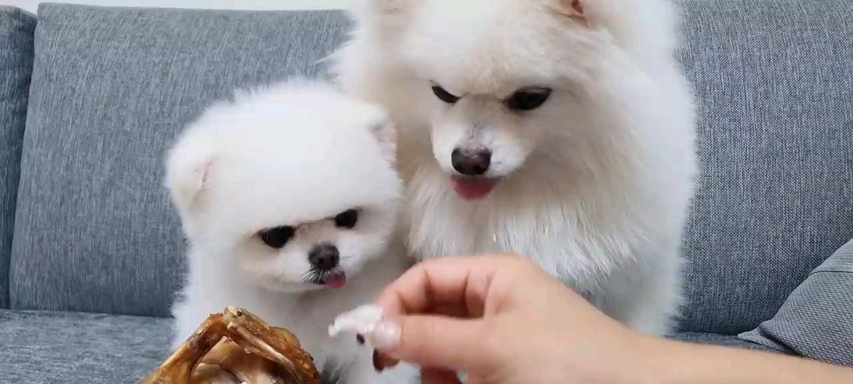 如何给三个月的博美小狗科学合理地喂食