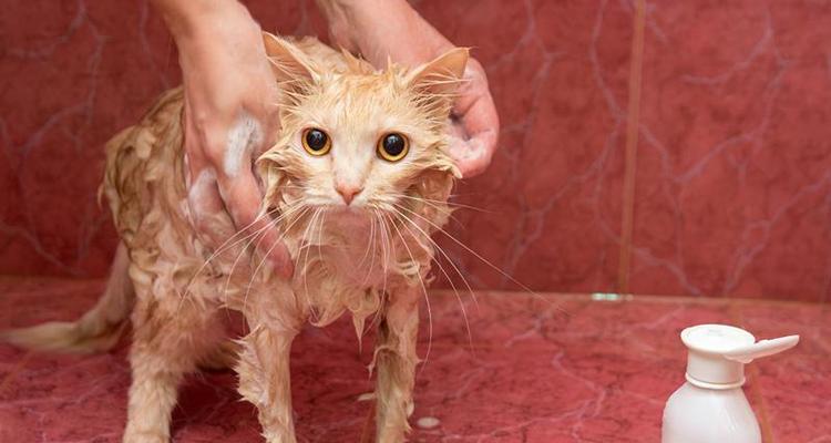 如何有效去除宠物猫身上的跳蚤？（家中宠物如何预防和除去身上的跳蚤？）