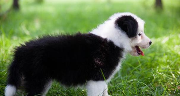 秋田犬智商排名及其作为宠物的优缺点分析（了解秋田犬的智商排名，选择适合自己的宠物）