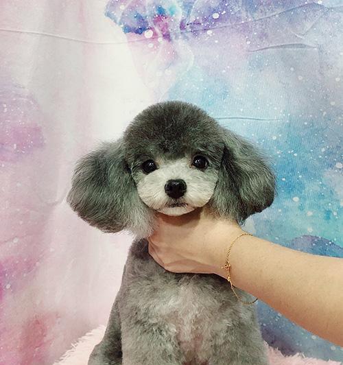 贵宾犬美容必知，打造舒适时尚的宠物生活（掌握美容技巧，让贵宾犬拥有完美体验）