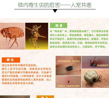 宠物狗狗的除蚤去虱指南（养狗必备技能，让你的宠物远离寄生虫）