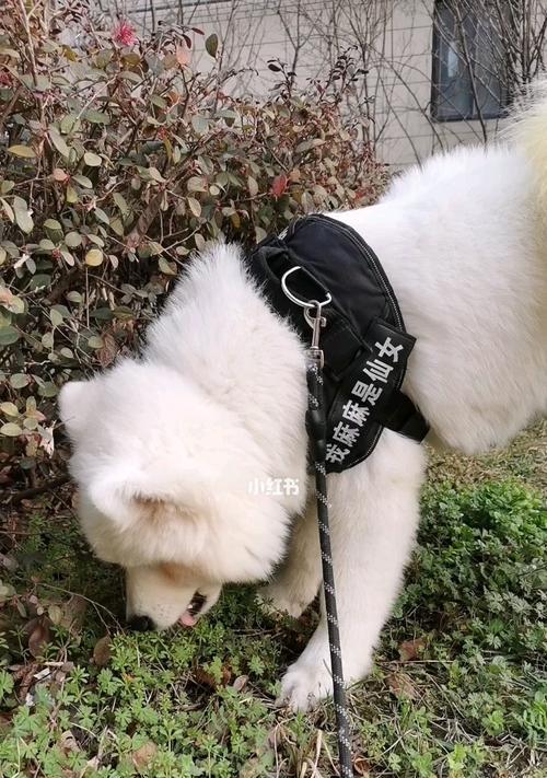 如何缓解萨摩犬消化不良问题（以宠物为主，给萨摩犬一个健康的生活）