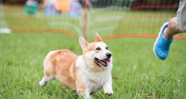 训练柯基犬大小便的实用技巧（如何让你的柯基犬在正确的地点上大小便？）