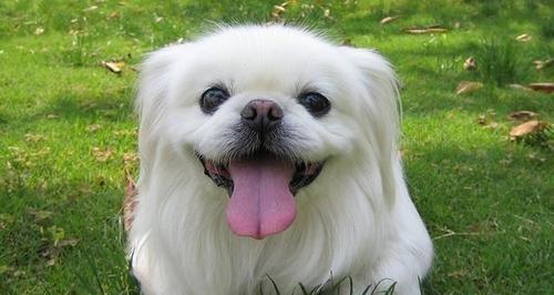 如何给京巴幼犬进行驱虫？（宠物健康从驱虫开始）