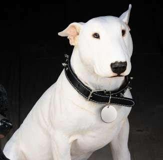 牛头梗犬的标准体型（以健康为本的宠物生活）