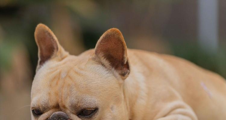 法国斗牛犬易患疾病详解（宠物主人必看！这些疾病影响你的法国斗牛犬健康）