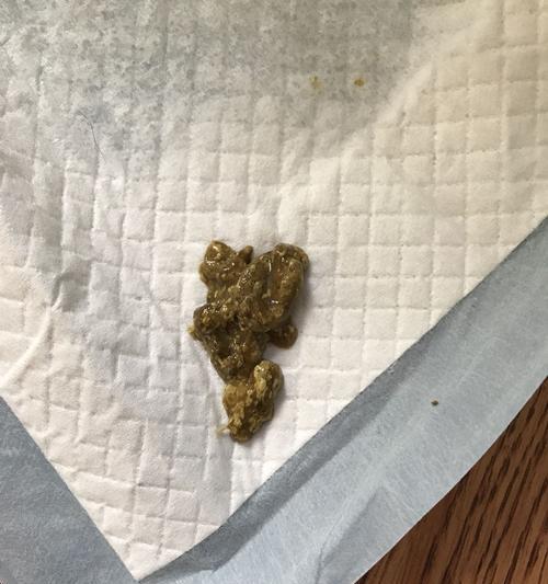 如何处理宠物狗便便有虫问题？（宠物的健康你决定，如何科学合理预防和处理狗便便有虫？）