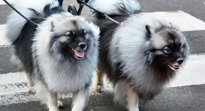 荷兰毛狮犬的饲养指南（做好狗主人需要了解的知识和技巧）