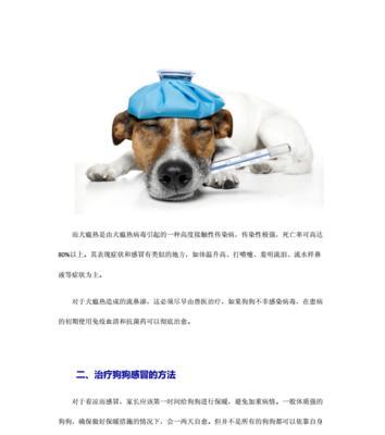 如何保护可蒙犬的被毛（科学饲养方法让宠物健康美丽）